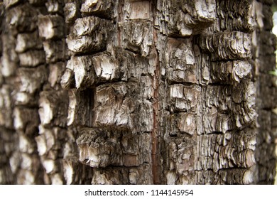 Alligator Bark Juniper Close Up.