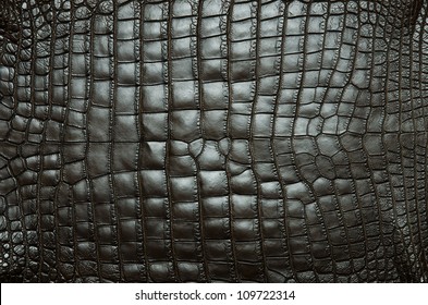 616 Alligator belly Images, Stock Photos & Vectors | Shutterstock