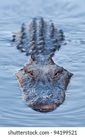 Alligator In Blue Swamp