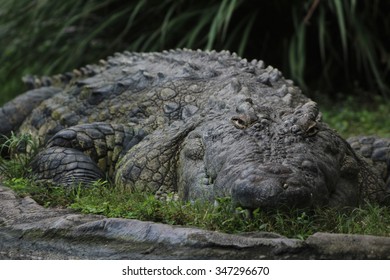 Alligator In Busch Gardens, Tampa, Florida