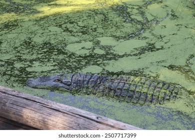 Alligator camouflaged in mossy water - Powered by Shutterstock