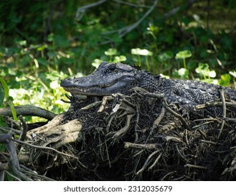 Alligator camouflaged to tree roots - Shutterstock ID 2312035679
