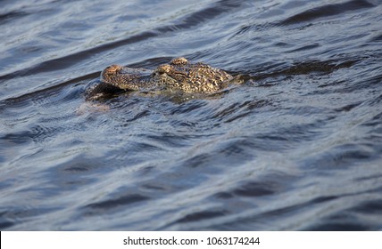 alligator carries prey to doom