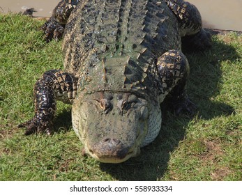 Alligator close up