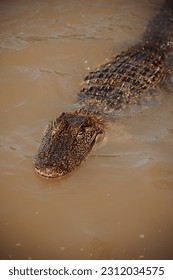Alligator close up while swimming - Shutterstock ID 2312034575