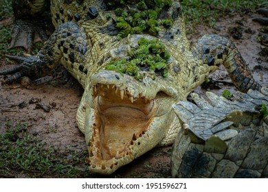 Alligator In Costa Rica, Wild Life