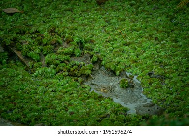 Alligator In Costa Rica, Wild Life