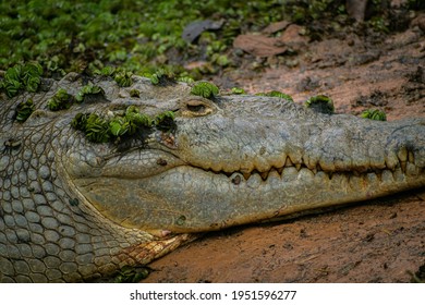 Alligator In Costa Rica, Wild Life