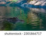alligator, crocodile lying the water, at Wildlands Emmen, 1 may 2023