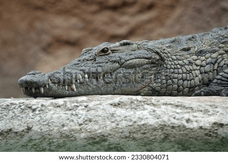 alligator crocodile wildanimal life view