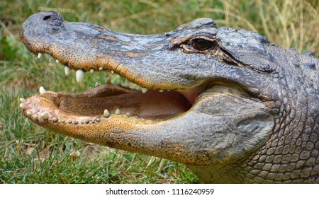 41,188 Alligator head Images, Stock Photos & Vectors | Shutterstock