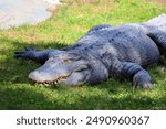 An alligator is a crocodilian in the genus Alligator of the family Alligatoridae. The two living species are the American alligator and the Chinese alligator.