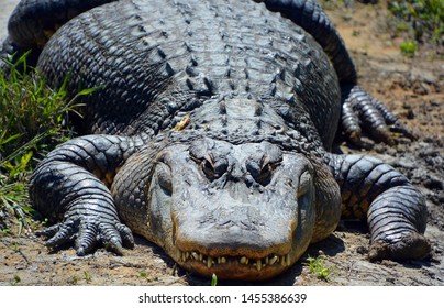 An alligator is a crocodilian in the genus Alligator of the family Alligatoridae. The two living species are the American alligator ( mississippiensis) and the Chinese alligator ( sinensis).