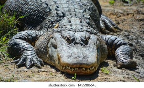 An alligator is a crocodilian in the genus Alligator of the family Alligatoridae. The two living species are the American alligator ( mississippiensis) and the Chinese alligator ( sinensis).