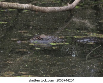 An Alligator Is A Crocodilian In The Genus Alligator Of The Family Alligatoridae