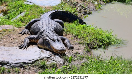 An alligator is a crocodilian in the genus Alligator of the family Alligatoridae. The two living species are the American alligator and the Chinese alligator.