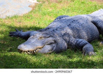 An alligator is a crocodilian in the genus Alligator of the family Alligatoridae. The two living species are the American alligator and the Chinese alligator. - Powered by Shutterstock