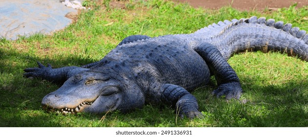 An alligator is a crocodilian in the genus Alligator of the family Alligatoridae. The two living species are the American alligator and the Chinese alligator.