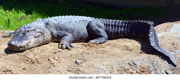 An Alligator Is A Crocodilian In The Genus Alligator Of The Family Alligatoridae.