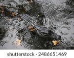 Alligator during a Florida rainstorm