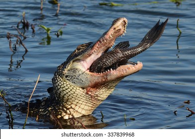 Alligator Eating Catfish