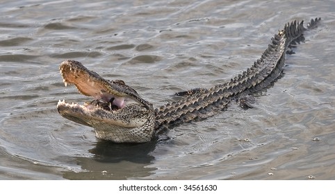 Alligator Eating Crab