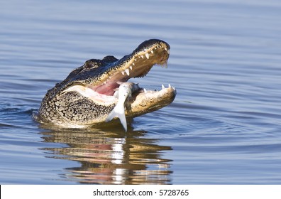 Alligator Eating A Fish.