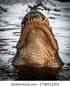 An Alligator In The Everglades, Florida 