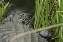 Alligator In Everglades National Park