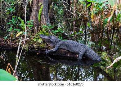 Alligator At Everglades National Park, Florida