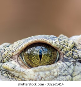 Alligator Eye