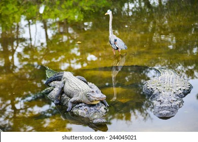 Alligator family poses in the river