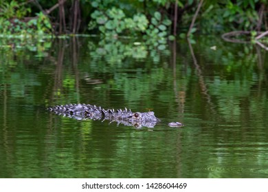 Alligator floating in the river