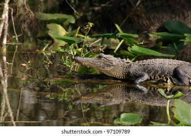 Alligator In The Florida Everglades