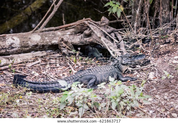 Alligator in the\
Florida Everglades National\
Park