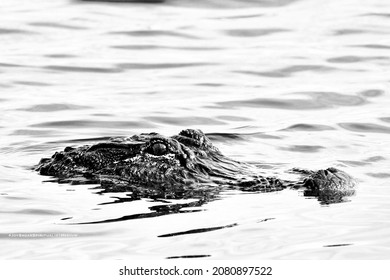 Alligator In Florida Swamp Water