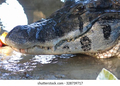 93 Bolivian crocodile Images, Stock Photos & Vectors | Shutterstock