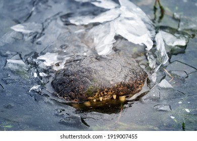 Alligator frozen in ice. Only the nose is visible. Brazos Bend State Park,  Texas, USA - Shutterstock ID 1919007455
