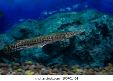 Alligator Gar