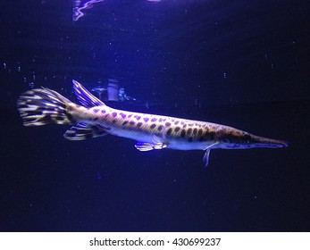 Alligator Gar