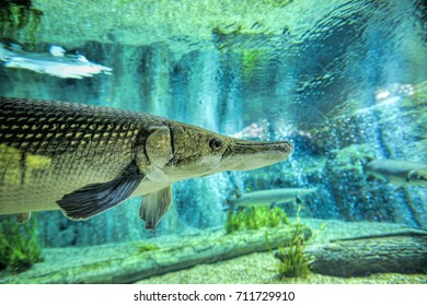 Alligator Gar