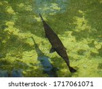 An alligator gar (Atractosteus spatula) breaching the surface of the water