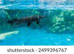 Alligator gar (Atractosteus spatula) swimming in large fish tank.