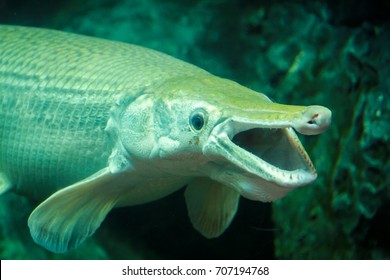 The Alligator Gar, A Big Fish.