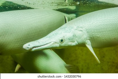 Alligator Gar In Closeup Up, Funny Tropical Fish With A Long Snout, Exotic Fish Specie From America, Popular Aquarium Pet