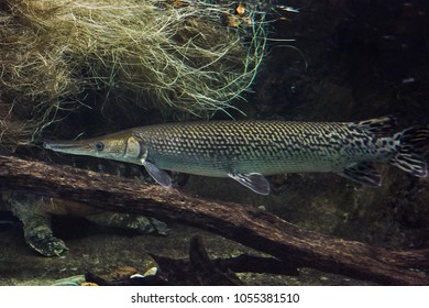 445 Alligator gar Images, Stock Photos & Vectors | Shutterstock