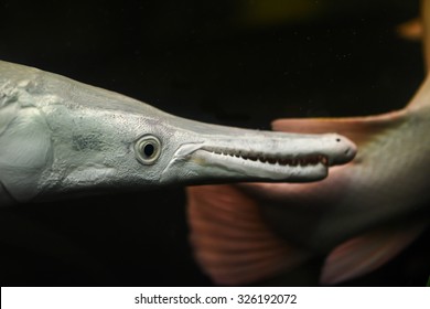 Download Alligator Gar Fish Images, Stock Photos & Vectors | Shutterstock