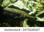 Alligator gar fish against big rock background in aquarium tank. Side view.