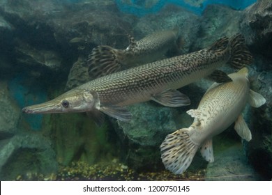 Alligator Gar Fish Aquarium Tank Stock Photo 1200750145 