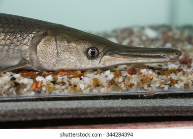 Alligator Gar/ Alligator Fish (Atractosteus Spatula) In Swimming In Aquarium  Are Ray-finned Euryhaline Fishes.North American Freshwater Fish Of The Family Lepisosteidae